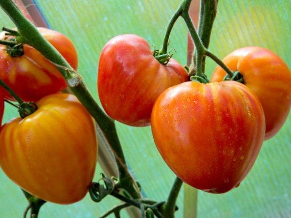 Описание сорта и особенности выращивания гибридного томата «марьина роща»