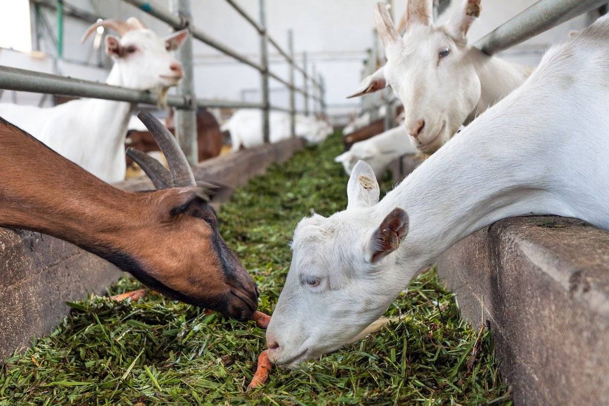 Кормление козлят с первых дней жизни — чем кормить козлят