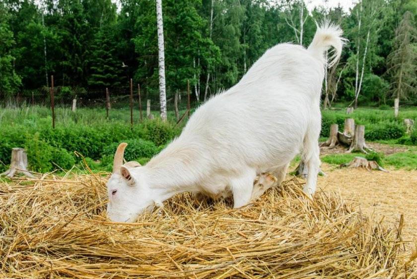 Условия получения хорошего потомства: как и когда запустить козу, как доить и правильно кормить? возможные проблемы