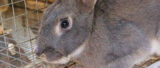Почему дохнут кролики: причины и что делать в домашних условиях