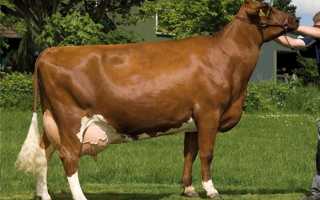 Описание и характеристика коров англерской породы, правила содержания