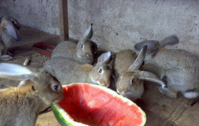 Можно ли кроликам яблоки? что можно и что нельзя давать кроликам?