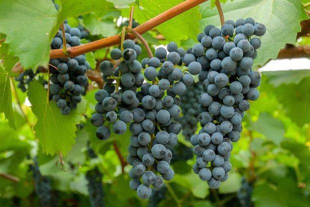 Амурский виноград — вкусный и полезный