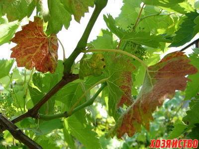 Почему желтеют листья у винограда