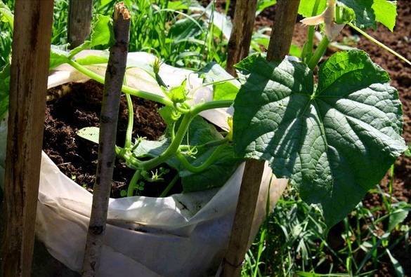 Как правильно выращивать огурцы в мешках? пошаговое руководство