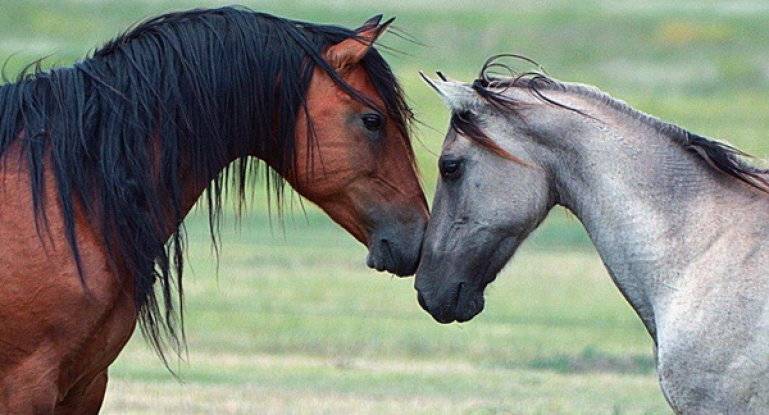 Осеменение лошадей: способы и их преимущества, беременность и роды, уход