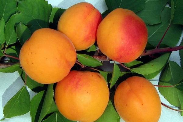 Морозостойкий абрикос медовый – подарок с урала