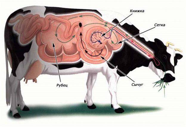 Злокачественная катаральная горячка крупного рогатого скота
