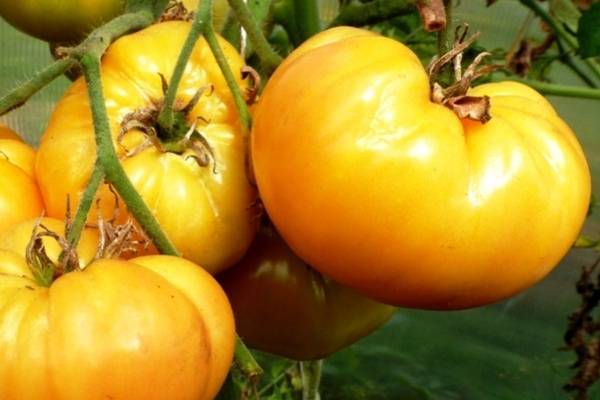 Сорт «гигант лимонный» — томат с необычайным вкусом, ярким окрасом и невероятно крупными сочными плодами