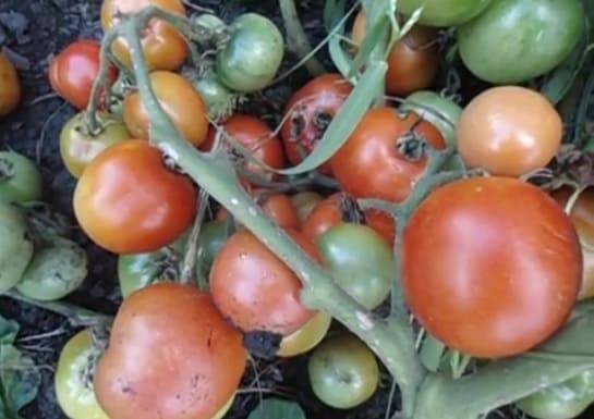 Выращивание томата французский гроздевой