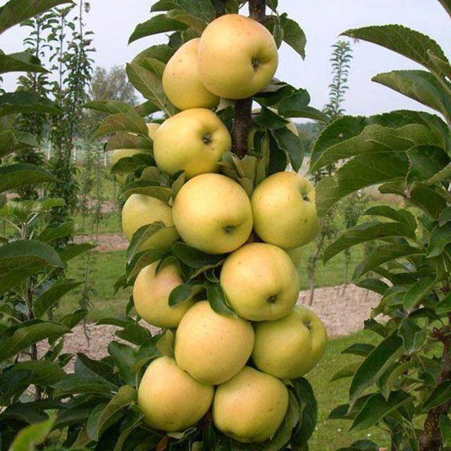 Яблоня колонновидная «медок»: описание сорта, фото и отзывы