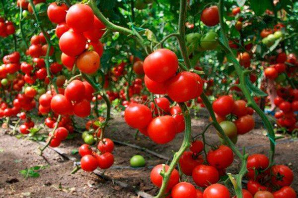 Агротехника выращивания томатов в теплице и открытом грунте