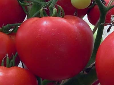Описание сорта томата санрайз, особенности выращивания и ухода