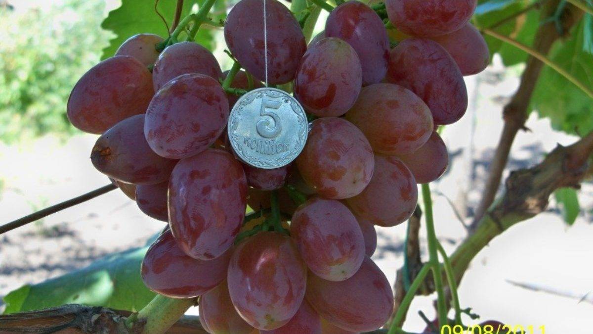 Описание и технология выращивания винограда сорта Рута