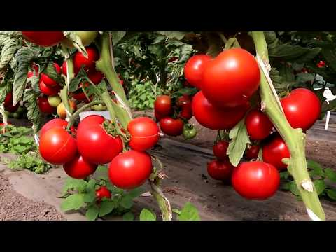 Характеристика и описание сорта томата Большая мамочка, его урожайность