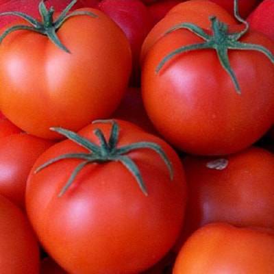 Скороспелый, вкусный и простой в уходе сорт томата «моя любовь f1»: описание, характеристика, посев на рассаду, подкормка, урожайность, фото, видео и самые распространенные болезни томатов