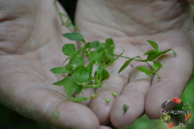 Лечебные свойства травы мокрицы в народной медицине
