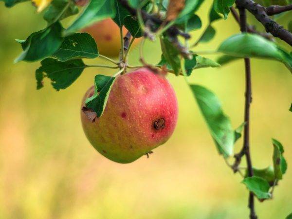 Весенняя обработка вишни и черешни от болезней и вредителей: когда и чем опрыскивать деревья