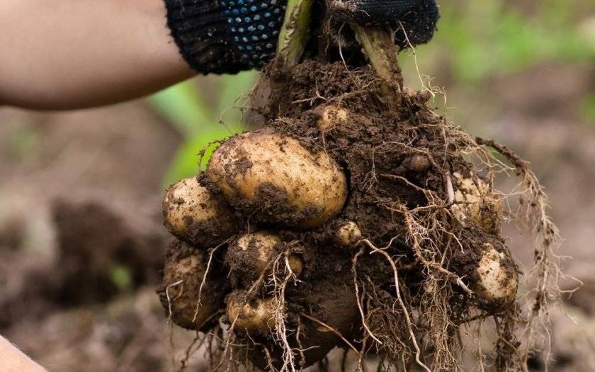 Способы посадки картофеля: все от посадки до урожая