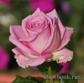 Роза аква: описание и фото
