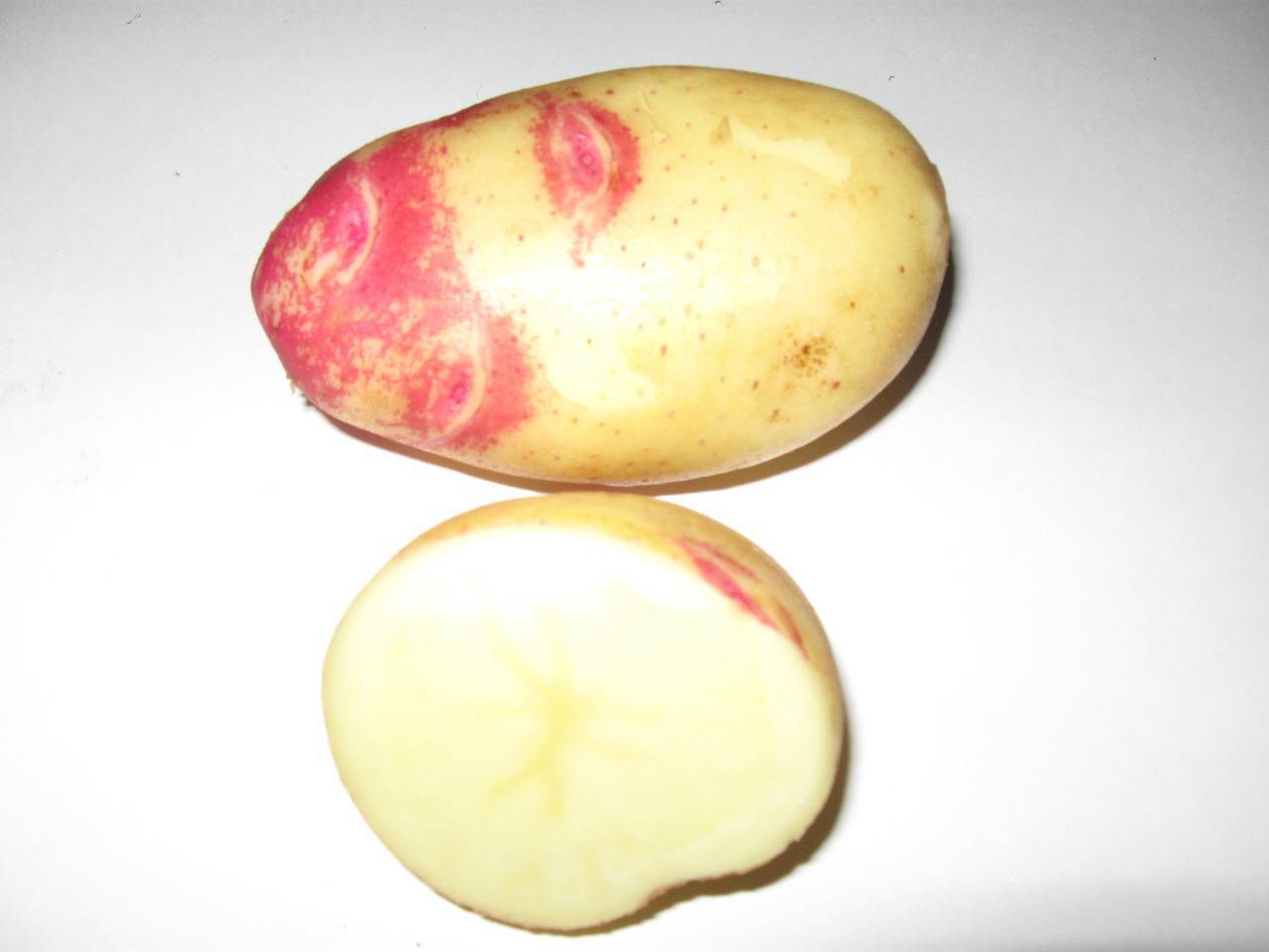 Картошка ред скарлет — описание и время созревания