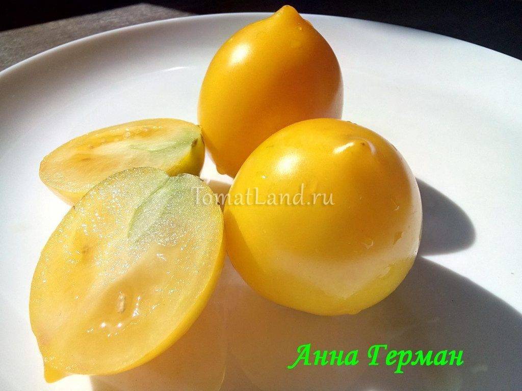 Анюта f1 — надёжный поставщик ранних томатов к вашему столу