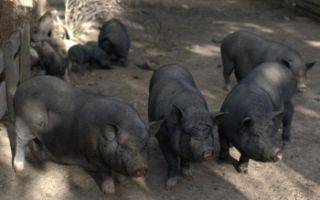 Вьетнамские вислобрюхие свиньи содержание и уход