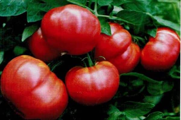Характеристика и описание сорта помидоров Сильвестр F1, их урожайность