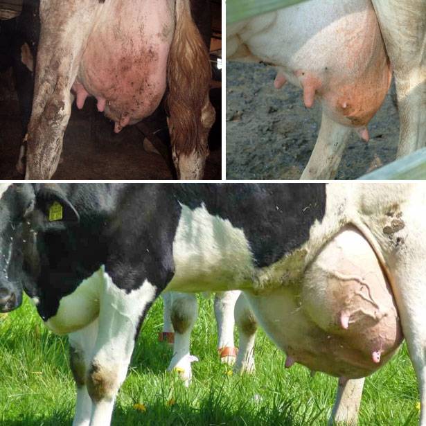 Почему корова дает молоко с кровью: основные причины, возможные заболевания, методы лечения