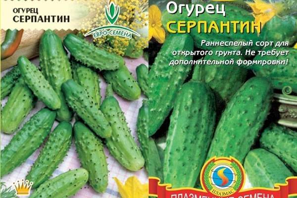 Описание сорта огурцов Серпантин, его выращивание и характеристика