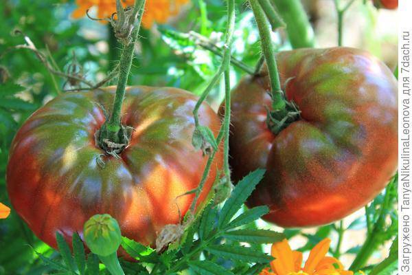Салатный король — томат сорта крымский чёрный (чёрный крым)