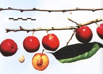 Слива аленушка — описание сорта, фото, отзывы садоводов