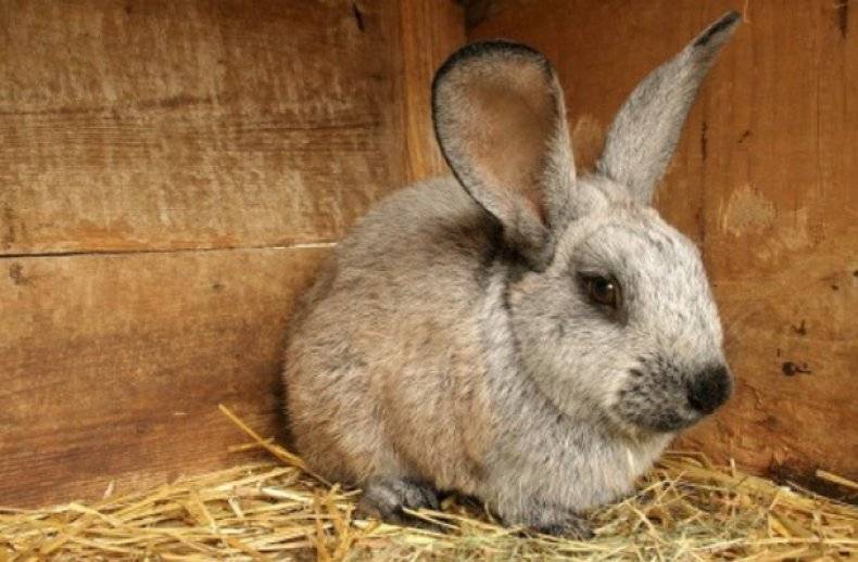 Ринит у кроликов: лечение, что делать и как лечить