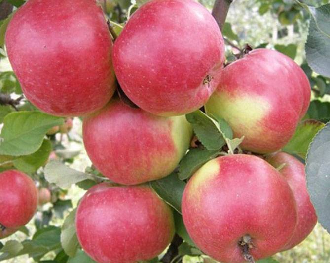 Описание и характеристики сорта колоновидной яблони сорта джин, выращивание и отзывы садоводов о культуре