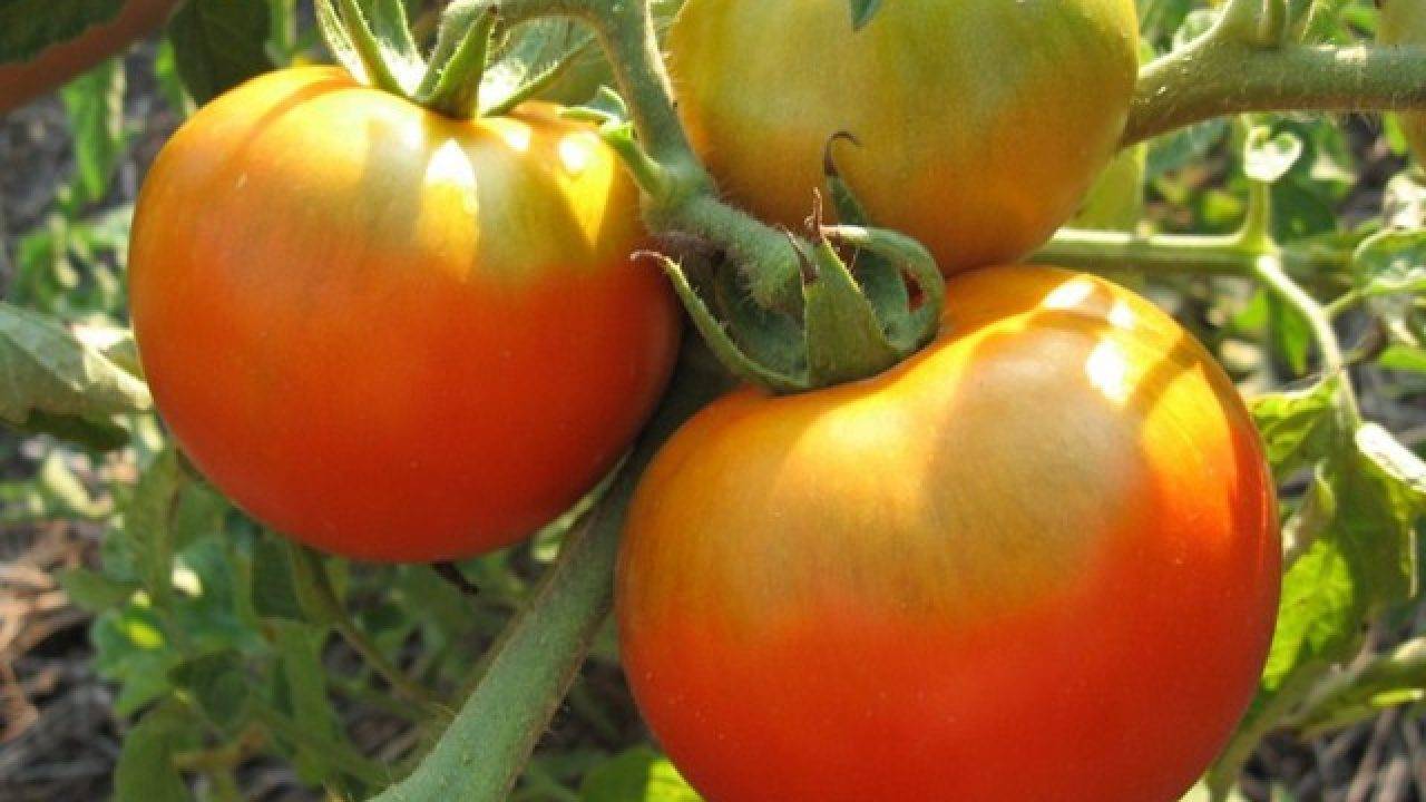 Высаживаем томат хлебосольный