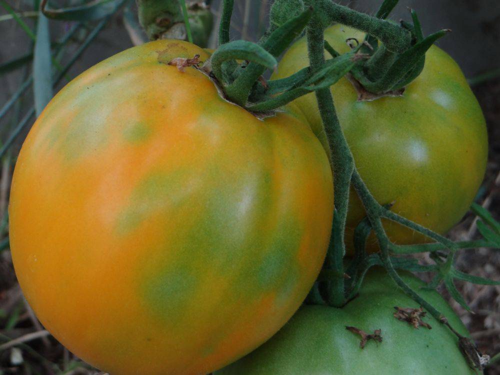 Чем так нравится дачникам томат «илья муромец» и как вырастить его самостоятельно на своем участке