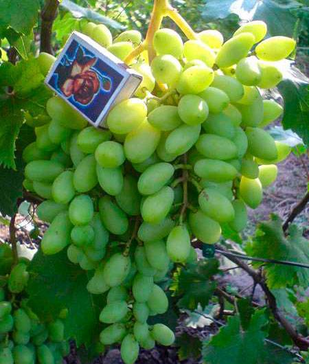 Описание гибридных сортов винограда Жемчуг Черный, Розовый, Белый и Саба