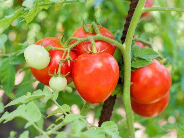 “ленивый” способ выращивания помидоров