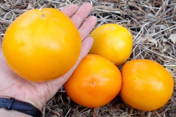 Томат сорта гигант лимонный: для любителей крупных жёлтых помидоров