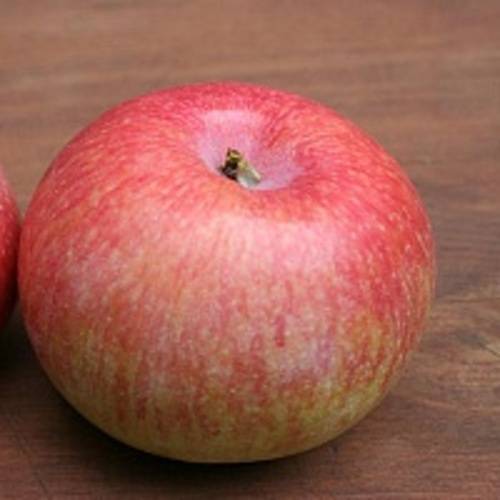 Описание и характерные яблони сорта коробовка