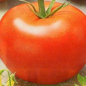 Раннеспелый томат сорта наша маша — описание и особенности