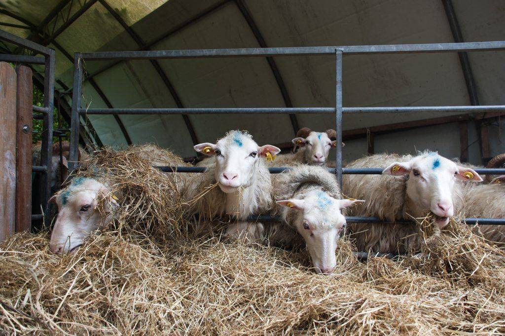 Содержание овец в зимний период: основные приготовления