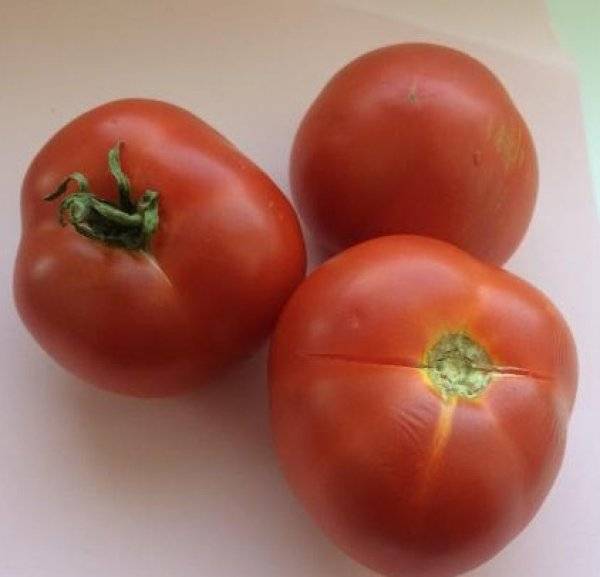 Томат «калинка-малинка»: описание сорта, фото, выращивание вкусных помидоров