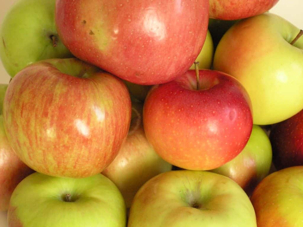 Описание и характерные яблони сорта коробовка