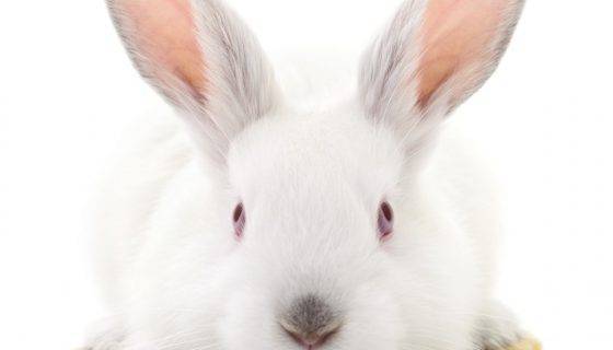 Белый кролик паннон: распишем главное
