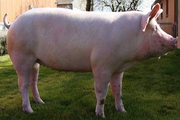 Сколько весят самые большие свиньи в мире, представители книги рекордов гиннеса