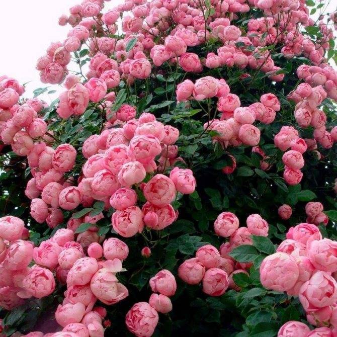 Пионовидные розы: сорта и тонкости выращивания