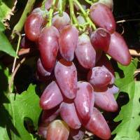 Виноград дубовский розовый — рассматриваем подробно