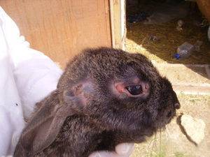 Миксоматоз у кроликов: симптомы и лечение