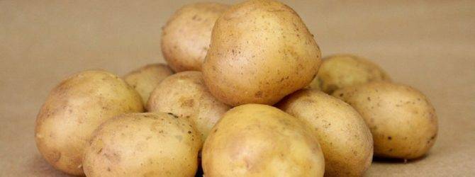Сорт картофеля гала: секреты культивирования раннеспелой кормилицы